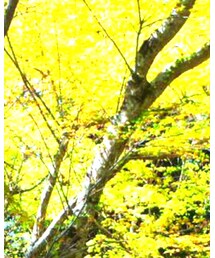 gentle monster | サングラス