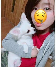 ロングコートチワワ | その他