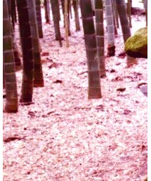 ARROW | ワンピース