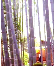 報国寺に行ってきました☺️ | その他