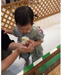 かのんとピヨ | その他