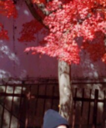 MLB | ニットキャップ/ビーニー