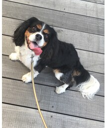 ❤️ | 犬イラストのモデルです🐶(その他)