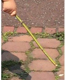 拾ってきた棒 | その他