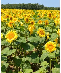 🌻ひまわり🌻 | その他