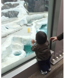 しろくまさん♡ | 窓ガラスなめなめー😂父ちゃんに止められるー😂(その他)