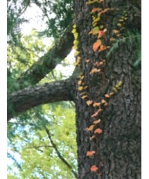 もみの木 | インテリア