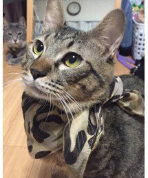 古着 | 飼っているだけで優しいとかギャップ萌ができる最強のアクセサリー。冬は湯たんぽがわりになったりする。めちゃ身勝手(アクセサリー)