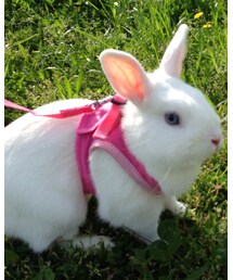 佐吉 | 愛兎(その他)