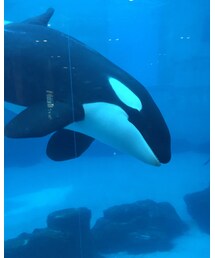 シャチ | その他