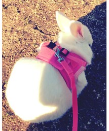 春のうさんぽ | その他