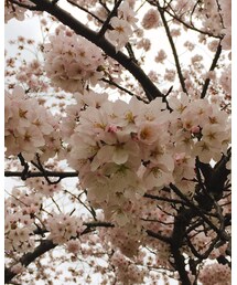 桜きれいでした | その他