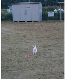 うさんぽ | その他