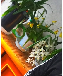 UNIQLO | パーカー