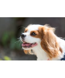 キャバリアくぅ | cavalier kuu キャバリア　くぅ　(その他)