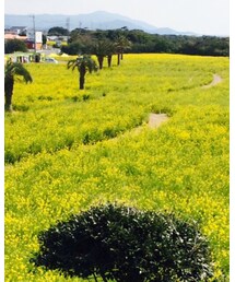 菜の花畑 | その他