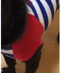 犬用の「オールインワン・サロペット(つなぎ/オールインワン)」