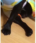 犬用の「オールインワン・サロペット(つなぎ/オールインワン)」
