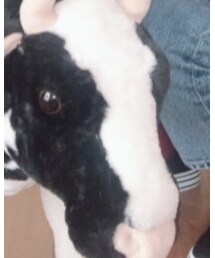 牛子 | インテリア