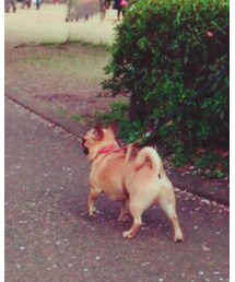 バンダナ | バンダナ/スカーフ