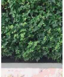 JILL STUART | スカート