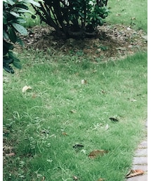 gw | Tシャツ/カットソー