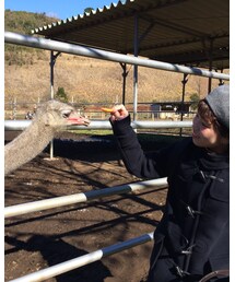 ダチョウ王国 | その他