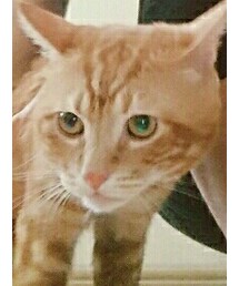 喵星人果冻 | その他