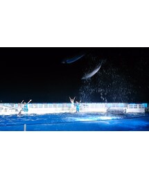 イルカショー | その他