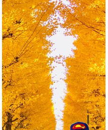 イチョウをお楽しみください💛 | キャンドル