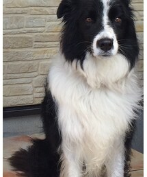 シロクロちゃん | その他