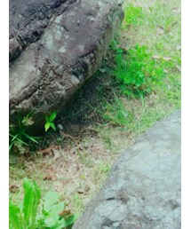 melissa | サンダル