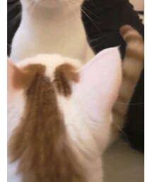 UNIQLO | パンツ