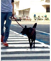 台湾犬 | その他
