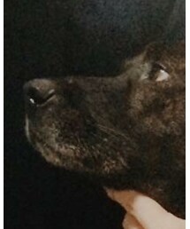 台湾犬 | その他