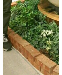 DC | スニーカー