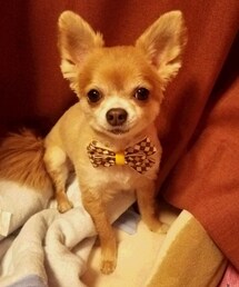 ロングコート チワワ |  こうめ
(その他)