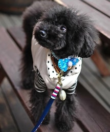 くまたろう | その他