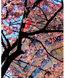 上野公園 | その他