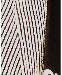 ABAHOUSE | テーラードジャケット