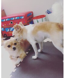 ワン♡ | その他