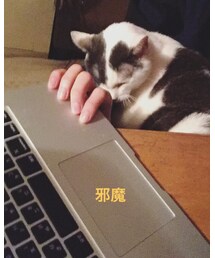 ねこ | 福袋/福箱