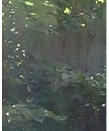 Attractions | シャツ/ブラウス