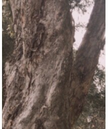 UNIQLO | チノパンツ