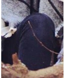 PAIGE | その他パンツ