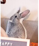 ニトリの「インテリア(クッション/クッションカバー)」
