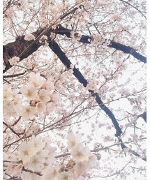 さくら | その他