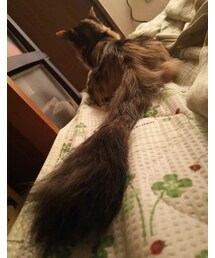 my pet♡ | その他