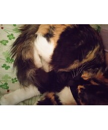 my pet♡ | その他