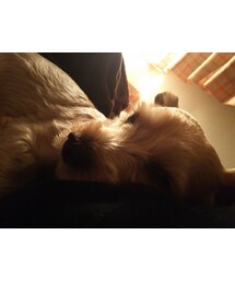 甘えんぼまめちゃん | その他
